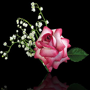 pink rose thumbnail