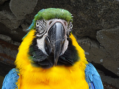 blue and yellow macaw thumbnail