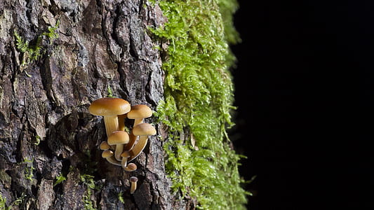close-up photograph of brown mushrooms on tree branch thumbnail
