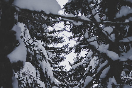 snow covered pine trees thumbnail