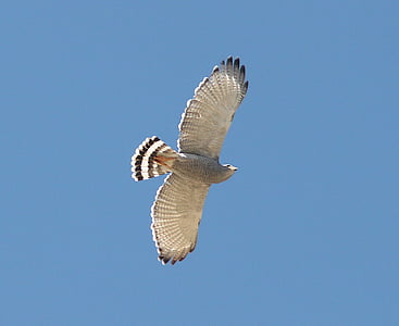 flying white bird thumbnail