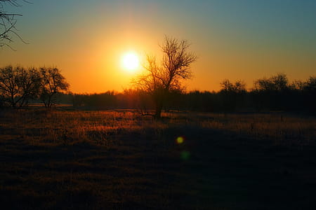 Silhouette of Bare Tree during Golden Hour thumbnail
