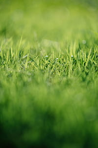 shallow focus of grass thumbnail