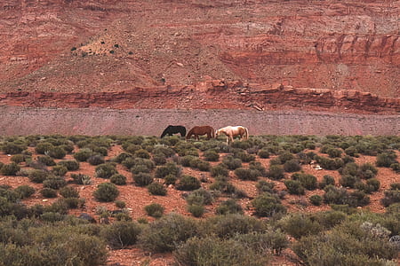 three horses on green grass field thumbnail