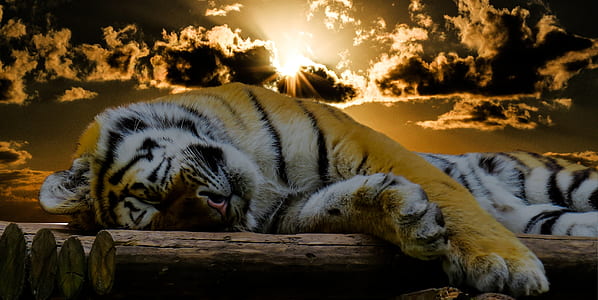 tiger laying on wood logs during dawn thumbnail