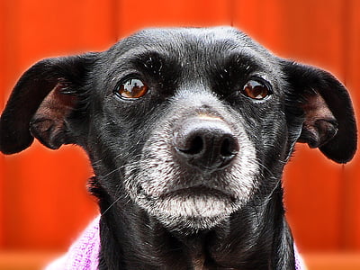 black dog thumbnail