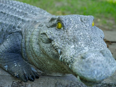 Closeup of a stone alligator with yello eyes thumbnail