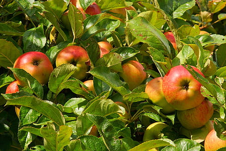 apples thumbnail