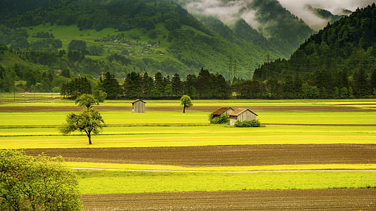 green grass field thumbnail