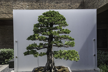 Small Bonzai Trees at Chicago Botanical Gardens thumbnail