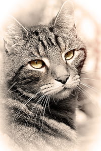 closeup photo of gray tabby cat thumbnail