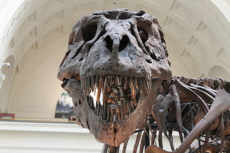 closeup photo of Dinosaur skeleton thumbnail