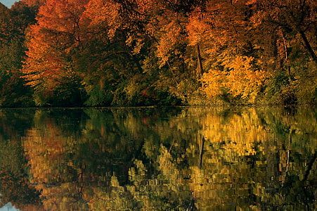autumn leaf trees reflecting body of water thumbnail