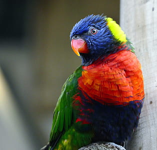 nature, bird, animal, colourful thumbnail