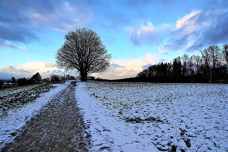 bare tree on road during daytime thumbnail