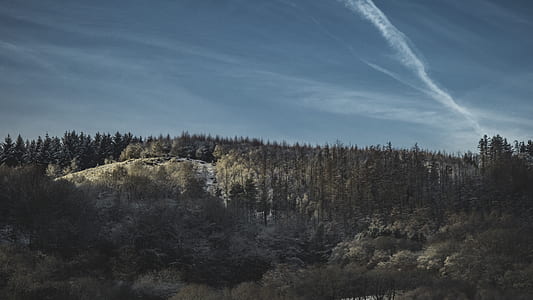 green trees under cloudy sky thumbnail