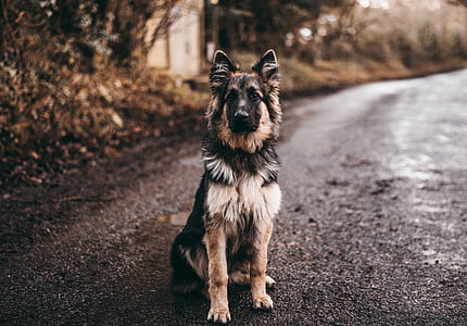shallow focus photo of adult brown and black German shepherd thumbnail