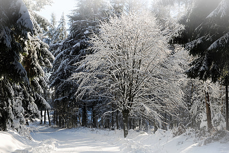 Winterimpression, Snow thumbnail