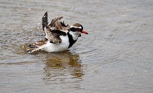 white and brown killdeer on body of water thumbnail