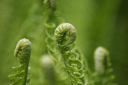 selective focus photography of green leaf thumbnail