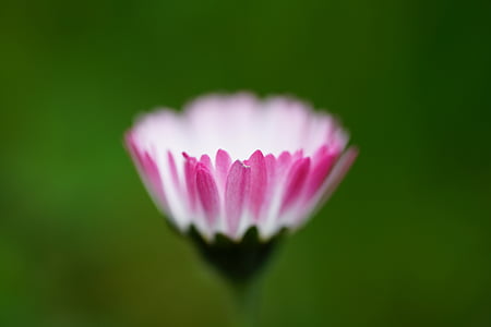 blooming pink lotus flower thumbnail