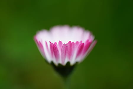 closeup photography of pink and white osteospermum flower bud thumbnail