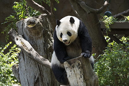 Panda climbing tree thumbnail
