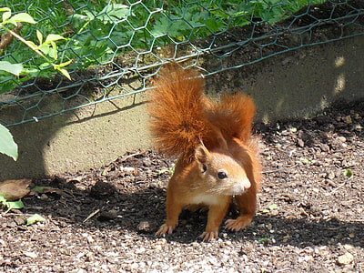brown squirrel standing on brown soil near fence thumbnail