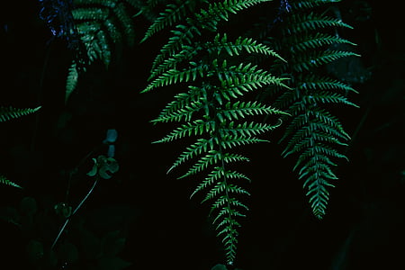 Boston ferns thumbnail