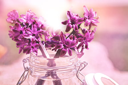 pink clustered flowers in clear jar thumbnail