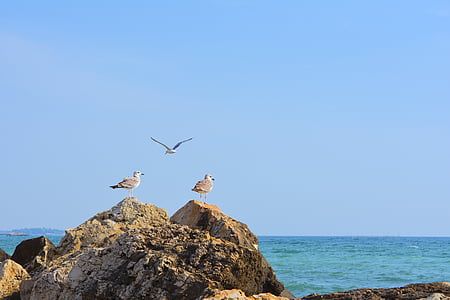 birds on top of rock near shore thumbnail