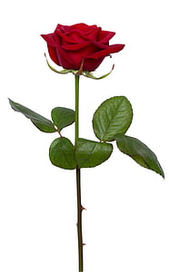 red rose thumbnail