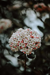 white and pink petaled flolwer thumbnail