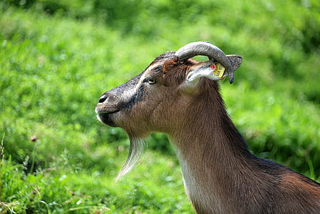 brown and black goat on green grass field during daytime thumbnail