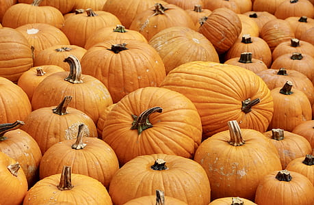 pumpkin lot thumbnail