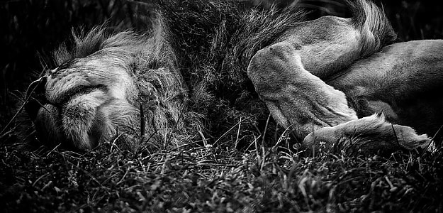 grayscale photo of lion lying on grass thumbnail