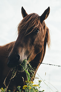 horse eating plants macro photography thumbnail