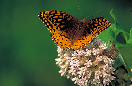 spangled fritillary butterfly collecting nectar on flower selective focus photography thumbnail