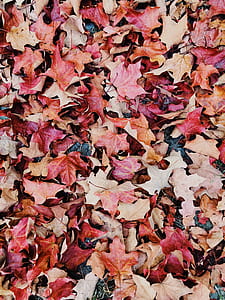 brown and pink maple leaves thumbnail