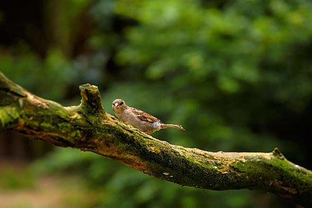 selective focus photography of brown bird thumbnail