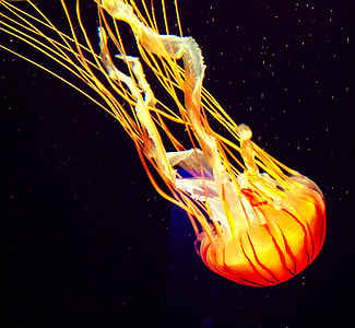 jelly fish digital wallpaper thumbnail