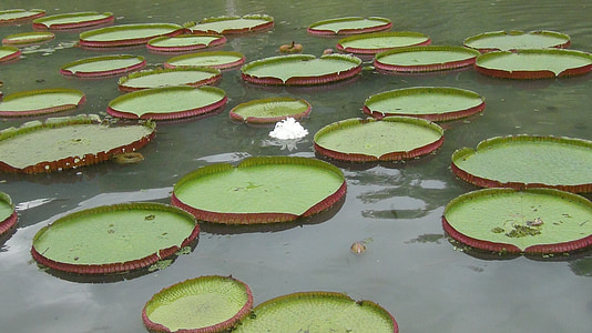 green waterlies on the body of water thumbnail
