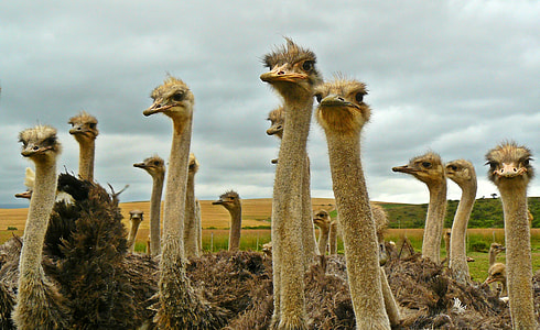 flock of ostriches looking in a single direction thumbnail