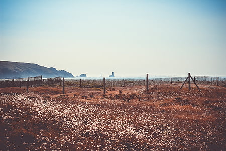 white flower field under blue sky thumbnail