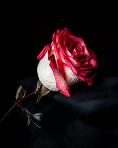 selective focus photo of red rose flower thumbnail