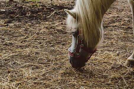 closeup photo of white horse eating grass thumbnail