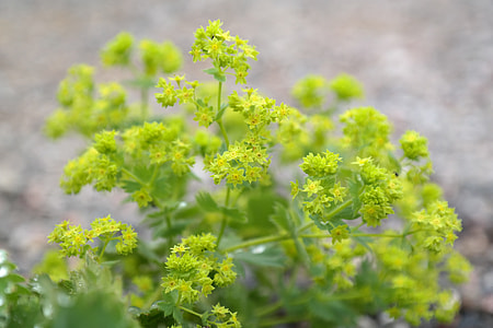 green leafed plant in focus photography thumbnail