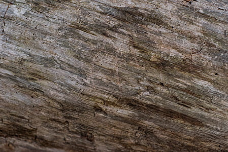 closeup photo of brown driftwood thumbnail