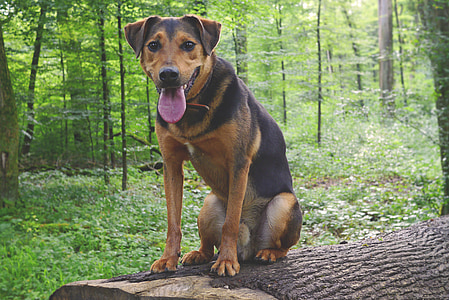 medium dog sitting on wood log thumbnail