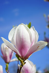 white and pink petaled flower in bloom close-up photo thumbnail